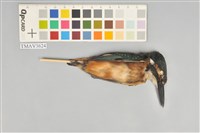 藏品(翠鳥)的圖片